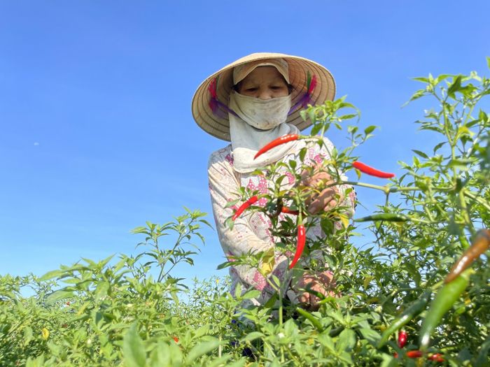 Đang mùa chín rộ, nên cứ trung bình 2 ngày người dân lại thu hoạch ớt 1 lần. Một sào cho năng suất từ 5-7 tạ ớt.