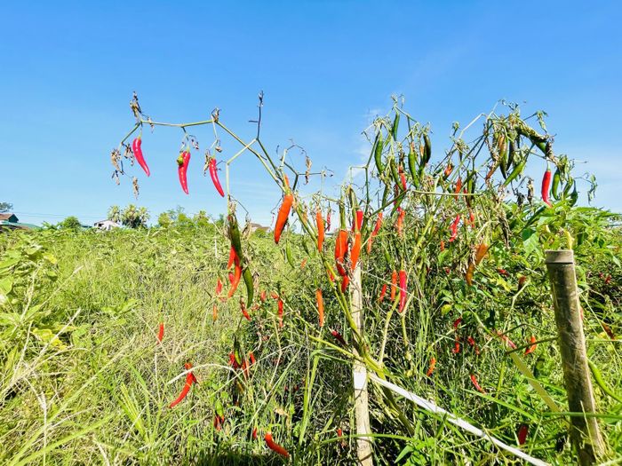  Nhiều ruộng ớt đã chín đỏ đồng nhưng nhiều hộ dân chẳng buồn thu hoạch do rớt giá, khó tìm nơi tiêu thụ