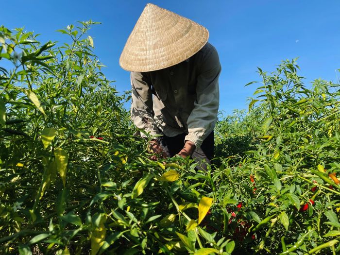 Theo người dân cho biết, cách đây vài năm ớt được bán với giá 20.000-30.000/kg. Bình quân một sào ớt đem lại thu nhập từ 12 triệu -17 triệu/sào.