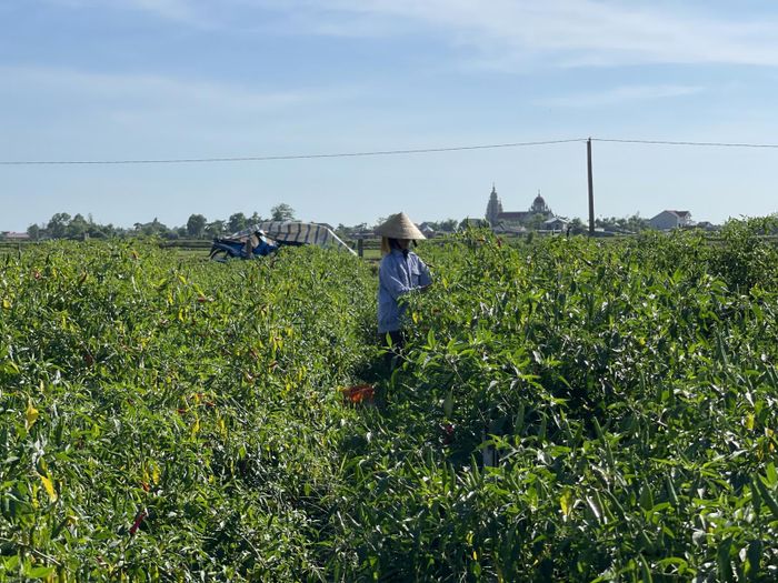 Nhiều năm qua, ớt cay là cây trồng chủ lực vụ đông xuân của bà con nông dân Tượng Sơn (xã Thạch Hà, Hà Tĩnh). Toàn xã có 15ha trồng ớt tập trung ở các thôn như: thôn Thượng Phú, Đoài Thịnh, Bắc Bình... 