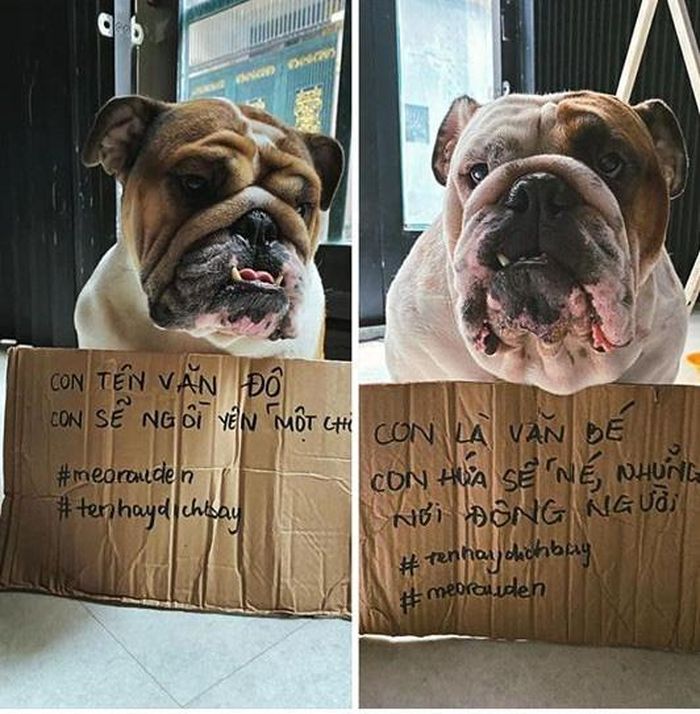Thậm chí, những chú cún cưng cũng được chủ của mình "lôi kéo" vào trào lưu này.