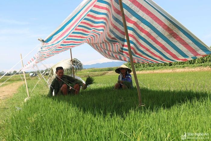 Nhiều hộ gia đình công phu hơn thì căng dây làm lều tạm ngay trên những luống mạ, nhổ mạ đến đâu thì di dời nhà lều đến đó. Ảnh: Huy Thư