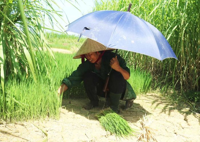 Không ít người dân đã mang ô ra đồng, một tay cầm ô, một tay nhổ mạ. Cầm ô nhổ mạ, tuy che chắn được nhưng khó thao tác. Ảnh: Huy Thư