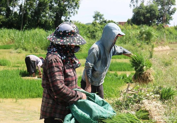 Những hộ dân không dựng đồ vật che nắng trên ruộng thì người lao động phải mang mặc kín với áo quần dài tay, trùm đầu kín...