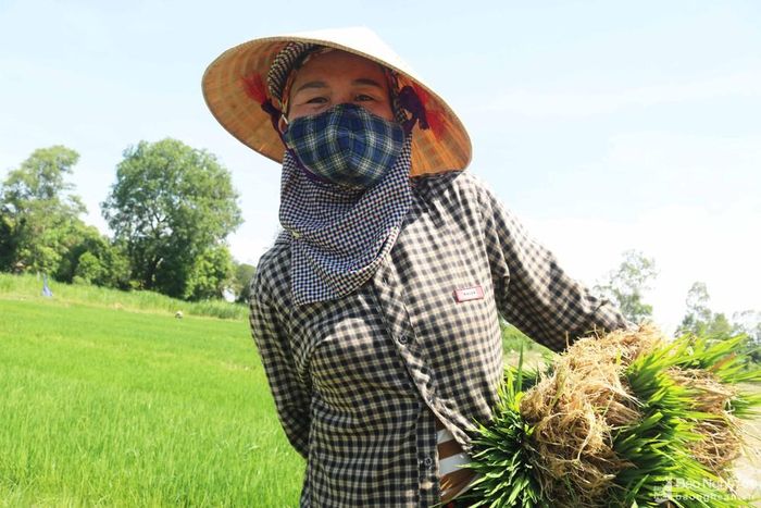 Một phụ nữ xã Thanh Yên đi cấy trên ruộng cho biết: Trời nắng to, đi cấy tập thể, đông người, đeo khẩu trang không chỉ ngăn nắng mà còn có tác dụng phòng dịch. Dịp mùa này, khi đi làm ruộng giữa nắng, tùy từng địa phương, từng hộ gia đình, mà mỗi nhà, mỗi người có những cách chống nắng khác nhau. Nhờ đó mà có thể làm việc năng suất hơn, vừa kéo dài thời gian lao động, vừa đảm bảo sức khỏe. Ảnh: Huy Thư