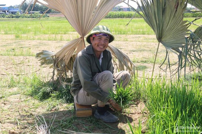 Ông Nguyễn Trọng Hải ở xã Xuân Tường (Thanh Chương) cho biết: Cấy lúa vào những ngày nắng to, nhiều hộ dân trong vùng chuyển sang làm đêm. Nhà ông làm 4 sào ruộng "làm đêm không đủ phải tranh thủ làm ngày". Do trong vườn nhà có nhiều cây cọ nên ông đã chặt lá cọ mang ra ruộng cắm trên luống mạ để ngồi nhổ mạ cho mát. Ảnh: Huy Thư