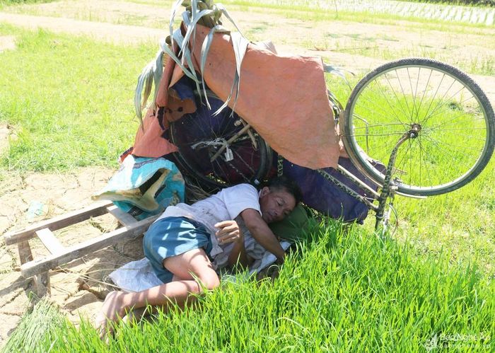 Ông Đặng Bá Thìn ở xã Xuân Tường không chỉ lật ngược xe đạp trên ruộng, treo bạt tạo bóng im mà ông còn nằm trên ruộng để nhổ mạ. Theo ông Thìn, nằm nhổ mạ vừa đỡ đau lưng, vừa tránh được nắng dọi. Ảnh: Huy Thư