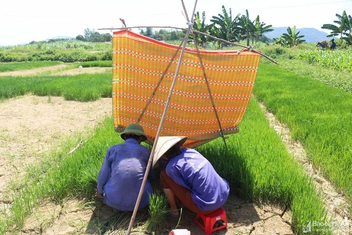 Hai vợ chồng ở xã Thanh Yên (Thanh Chương) thì mang chiếu ra đồng treo lên 3 cái sào chụm vào nhau để chắn nắng. Người chồng cho biết, treo chiếu nhổ mạ cũng im, nhưng hay bị gió lật. Ảnh: Huy Thư