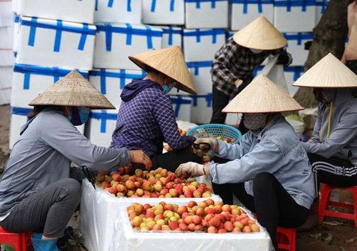 An toàn phòng chống dịch trong thu hoạch và tiêu thụ vải là yếu tố được đặt lên hàng đầu (Ảnh: Danh Lam/TTXVN)