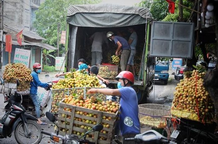 Việc thu mua vải chín sớm tại Tân Yên Bắc Giang vẫn diễn ra thuận lợi dù bị ảnh hưởng không nhỏ của dịch COVID-19 (Ảnh: Danh Lam/TTXVN)