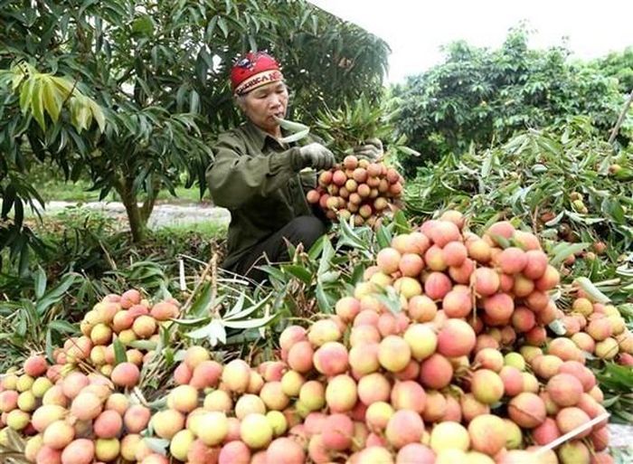 Những quả vải thiều Bắc Giang năm nay có chất lượng tốt nhất. (Nguồn: TTXVN)