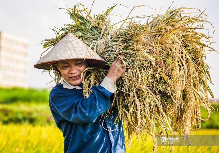 Trên những cánh đồng, người dân vẫn đội nắng gặt lúa dướt tiết trời khắc nhiệt.