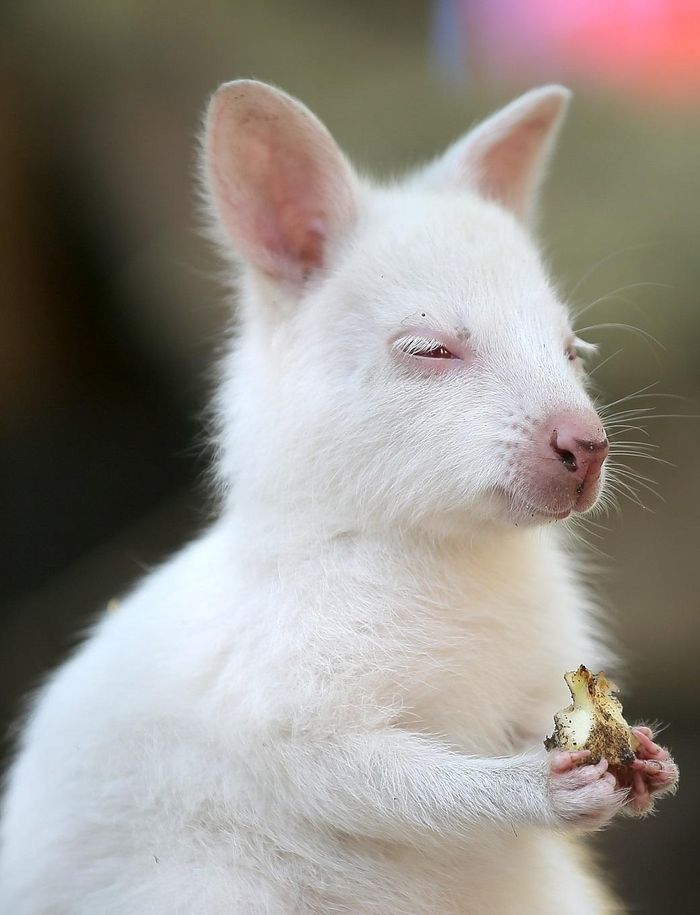 Con wallaby bạch tạng có lông trắng và mắt đỏ.
