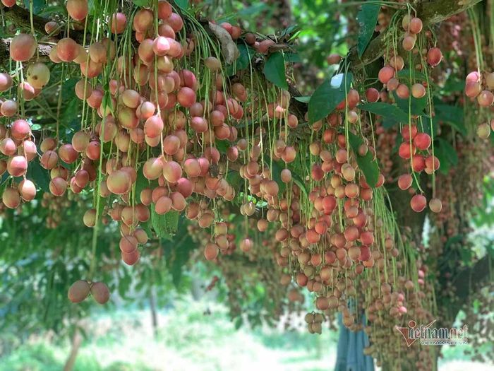 Quả dâu da có vị ngọt thanh. Có cây lại cho ra quả hơi chua