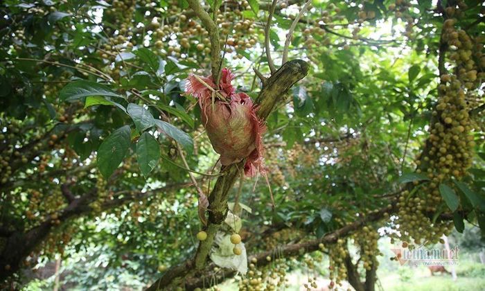 Người dân chiết cành, để trồng cây mới
