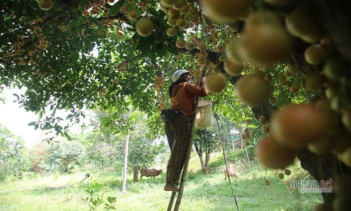 Cây dâu da cổ thụ cao trên 10 mét, người dân thu hoạch quả phải dùng bắc thang