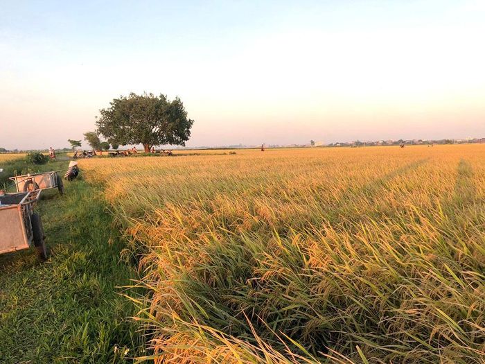 Mùa lúa chín, những cánh đồng quê rộng lớn, trải dài hút tầm mắt. Có dịp chiêm ngưỡng đồng lúa ở Thái Bình, với nhiều người hẳn sẽ không khỏi bâng khuâng, xao xuyến trước nét đẹp thôn quê. 