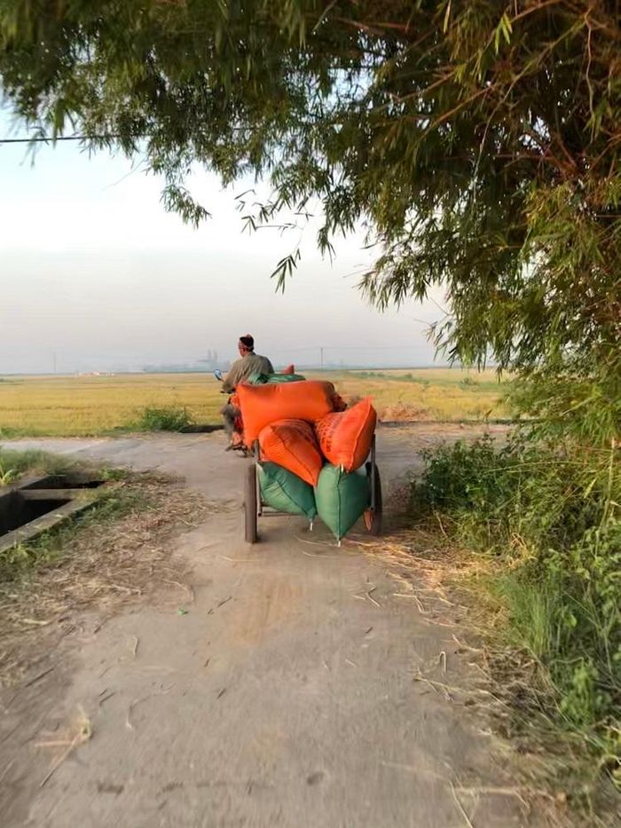 Chia sẻ với phóng viên, chú N.V.K. (huyện Kiến Xương) không giấu nổi niềm vui hiện rõ trên khuôn mặt: “Năm nay lúa ít sâu bệnh, cũng coi như là được mùa, tôi và bà con rất phấn khởi”. Có lẽ đối với những người nông dân, cả năm làm lụng vất vả thì đây chính là lúc mà họ được gặt hái thành quả của mình. 