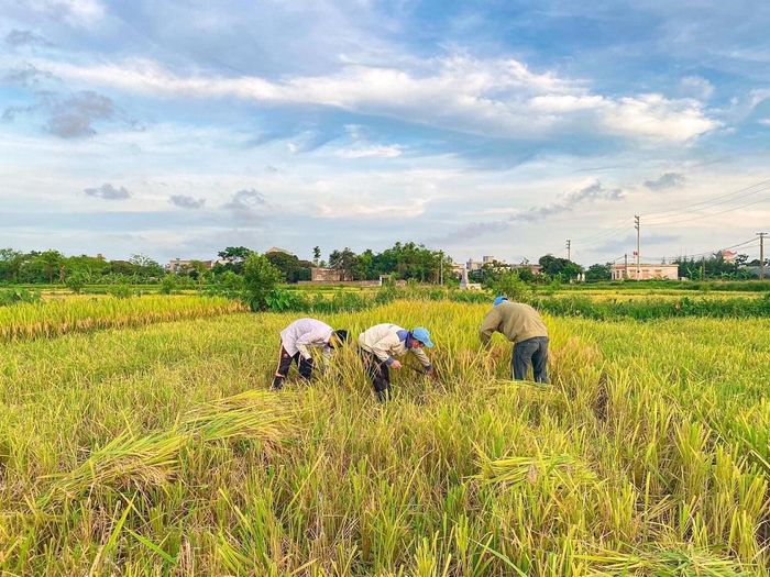 Còn tại huyện Vũ Thư, do khó khăn về mặt địa hình nên một số bà con phải gặt bằng tay - cách gặt truyền thống của người dân Việt Nam. 
