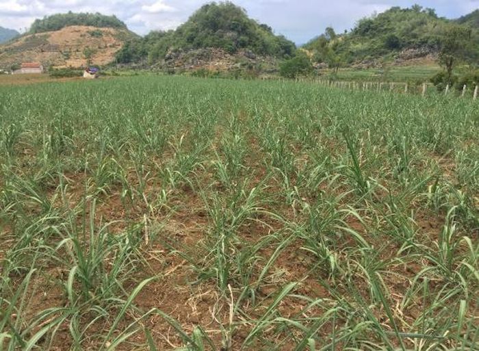 Cây mía bị héo, phát triển kém