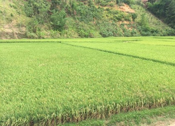 Người dân phải chủ động bơm nước lên các ruộng để chống hạn