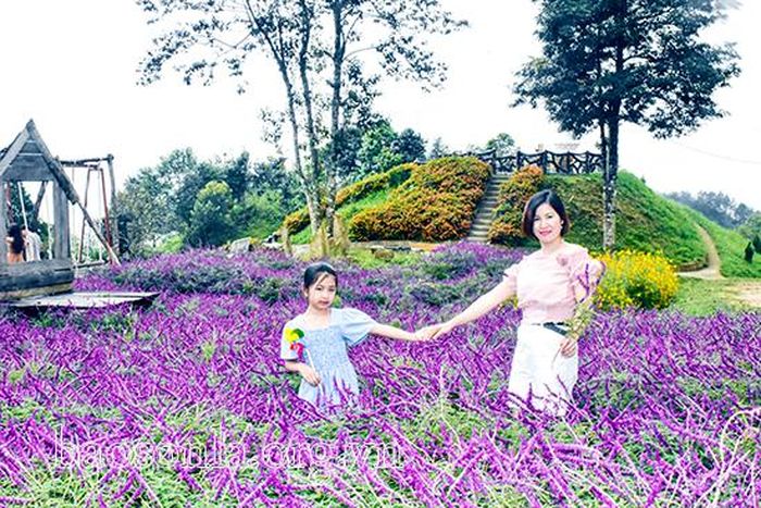 Hạ về, nhiều loài hoa đua nhau khoe sắc tím.