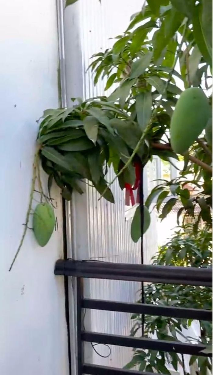 Ai trồng cây cũng đều mong đến ngày hái quả, tuy nhiên trong một số trường hợp thì những trái ngọt này lại không nghe chủ, khi những cành nhiều quả nhất lại vươn sang nhà hàng xóm.