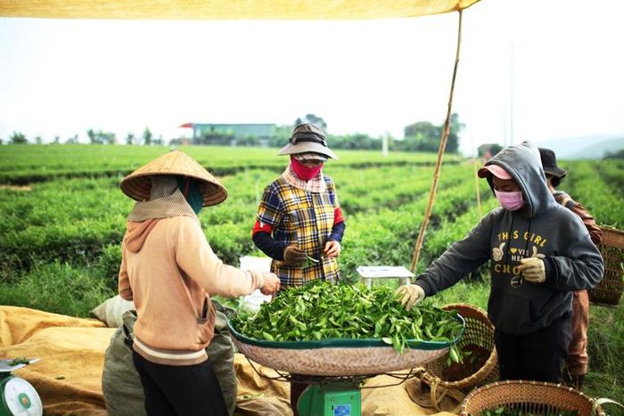 Công việc hái chè chỉ diễn ra trong buổi sáng. Trung bình, một công nhân có thể hái được khoảng 50 – 60 kg. Với tiền công được trả là 5.000/kg, đây là công việc được đánh giá đem lại thu nhập ổn định cho người dân địa phương, đặc biệt là phụ nữ và người dân tộc thiểu số. Nhiều người coi đây như cái nghiệp cả đời của mình, gắn bó hơn 20 năm hoặc nhiều hơn, quanh năm đi hái khắp các đồi chè ở huyện Bảo Lâm và TP Bảo Lộc