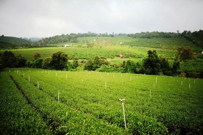 Chè Ôlong với những giá trị dinh dưỡng nên người tiêu dùng ưa chuộng, thị trường trong nước ngày càng được mở rộng. Đối với người nông dân, việc giảm được số lần sử dụng các loại hóa chất bảo vệ thực vật đã giúp người trồng chè hạn chế tiếp xúc với hóa chất độc hại, môi trường được bảo vệ và tồn dư hóa chất độc hại trong chè thành phẩm cũng thấp hơn