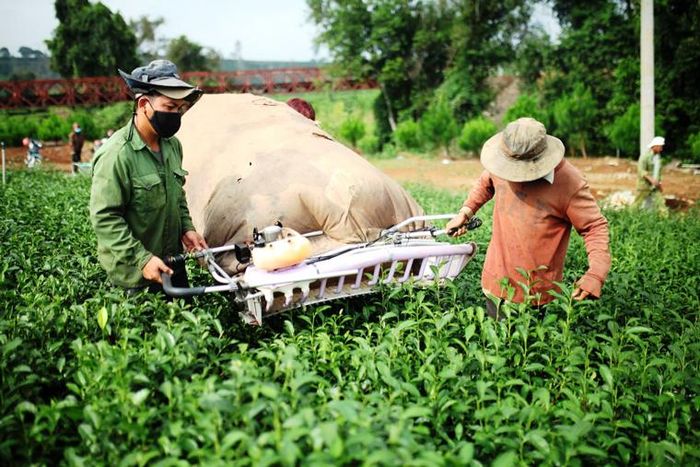 Làm chè từ năm 2000, trải qua nhiều thăng trầm cùng với cây chè, bà Huyền cho rằng chẳng có bí quyết nào tốt hơn việc cố gắng làm ra lá trà với chất lượng tốt nhất. Hiện nay, các giống chè Ôlong như Thanh Tâm, Tứ Quý, Kim Tuyên… được bà Huyền cũng như nhiều người trồng chè nơi đây lựa chọn