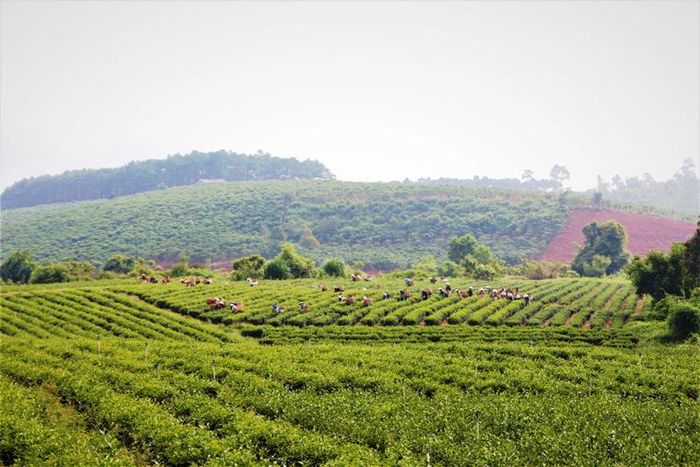 Ở vườn chè rộng hơn 20 ha của bà Phạm Thị Thu Huyền (Thôn 7, xã Lộc Quảng), mỗi lứa cho thu hoạch cần đến trên 50 công nhân thu hái với sản lượng khoảng 60 – 80 tấn chè tươi
