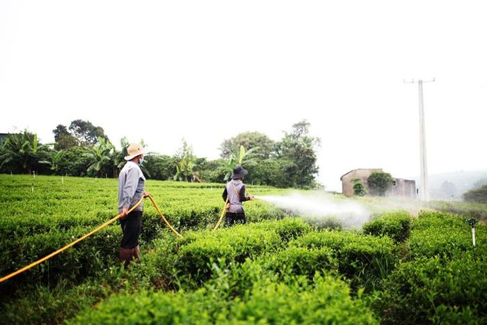 Sau thu hoạch, công nhân bắt tay vào việc bón phân, phun thuốc, tiếp tục chăm lứa chè mới. Trung bình, mỗi lứa chè có chu kỳ phát triển từ 49 – 51 ngày để đảm bảo chất lượng tốt nhất. Trước thời điểm thu hoạch, việc phun thuốc phải được tạm ngưng để đảm bảo các tiêu chuẩn cách ly