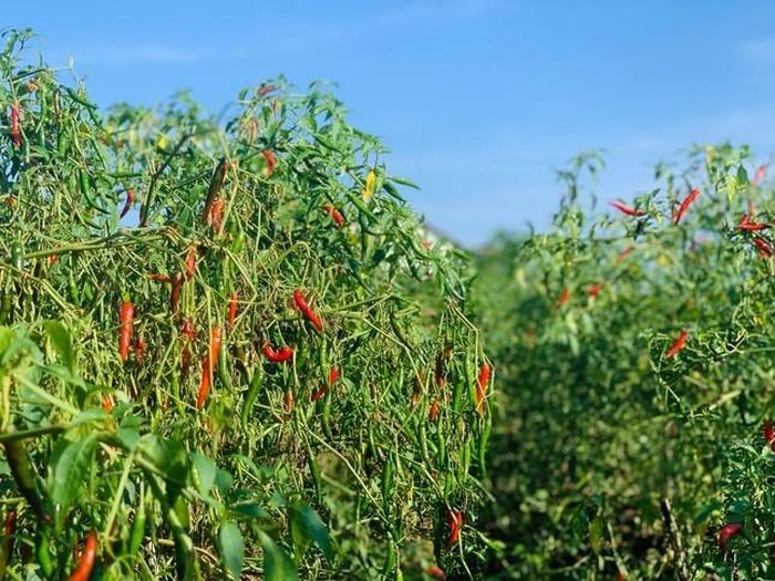 Ớt chín đầy đồng