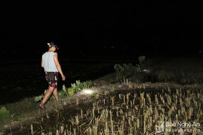 Người phụ nữ này cho biết, mấy ngày nay cứ ăn cơm xong người dân ở đây lại rủ nhau ra đồng săn nhái. Đi săn nhái vừa vui, vừa đi hóng mát lại có món đặc sản để ăn. Ảnh: Đình Tuân