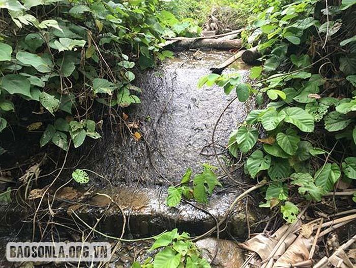 Đập tràn cây cối mọc um tùm.