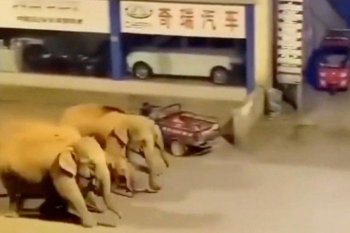 Nhà chức trách đang nỗ lực ngăn chặn xung đột giữa người và voi. Mọi người được yêu cầu nếu chạm mặt voi thì ở yên trong nhà, không tò mò đứng nhìn chúng hoặc cố gắng xua đuổi chúng