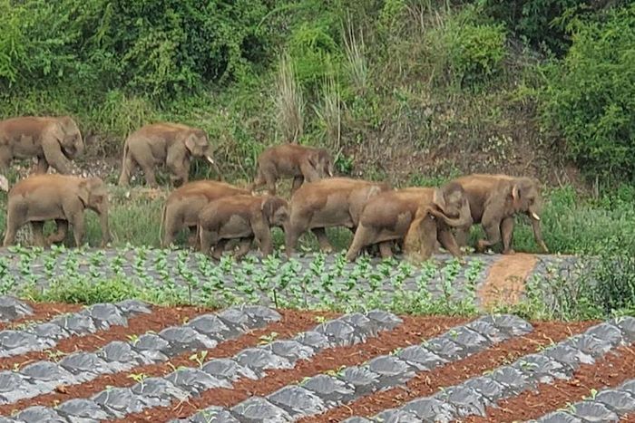 Khó xác định động lực của việc di cư này, mặc dù chúng có vẻ đặc biệt thích ngô, cây trái nhiệt đới.
