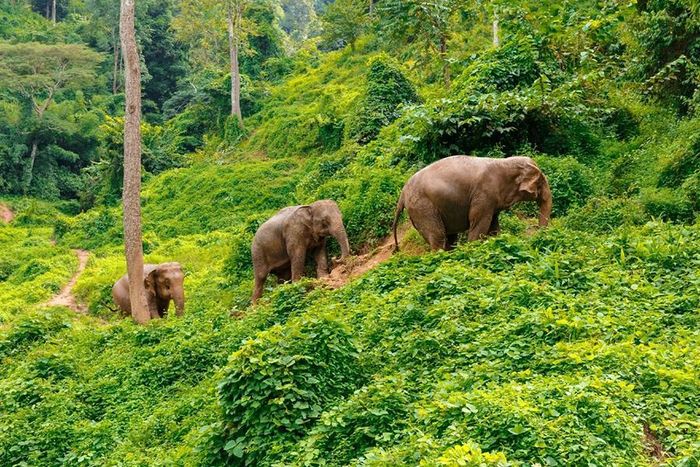 Voi châu Á, loài động vật trên cạn lớn nhất lục địa, đang suy giảm về tổng thể, chỉ còn lại dưới 50.000 con trong tự nhiên. Mất môi trường sống, nạn săn trộm và bị cô lập quần thể là những mối đe dọa lớn nhất của chúng