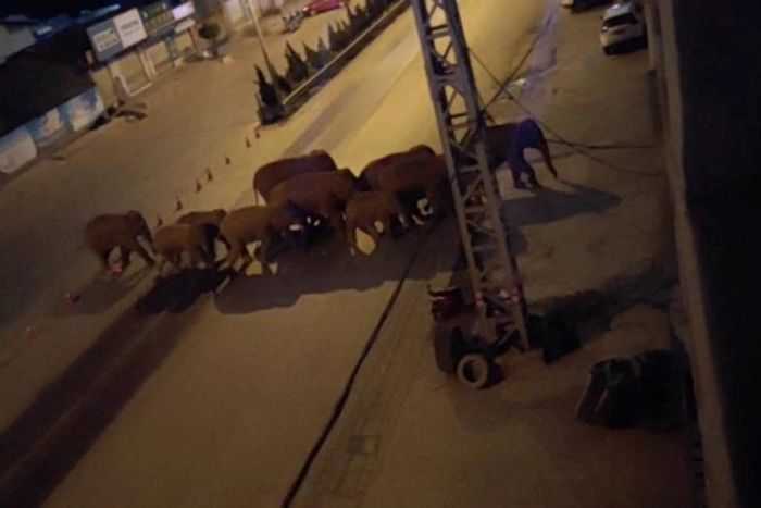 Mặc dù chưa có động vật hoặc con người nào bị thương do sự xuất hiện của đàn voi này nhưng báo cáo cho thấy, thiệt hại ít nhất 6,8 triệu nhân dân tệ (1,07 triệu USD)
