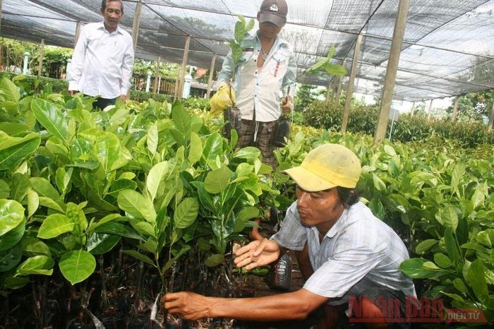 Cây mít giống ở huyện Chợ Lách (tỉnh Bến Tre) cũng đang gặp khó khăn về đầu ra.