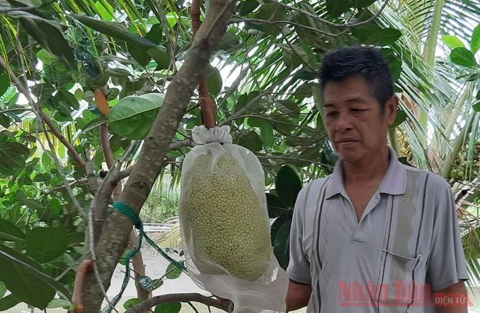 Nông dân Phạm Văn Bảy, ngụ xã Tân Ninh, huyện Tân Thạnh, tỉnh Long An lo lắng khi mít rớt giá.