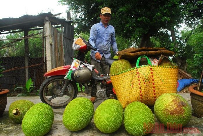 Nông dân Nguyễn Văn Bê, xã Phú Nhuận, huyện Cai Lậy (Tiền Giang) chở trái cây từ vườn đi bán.