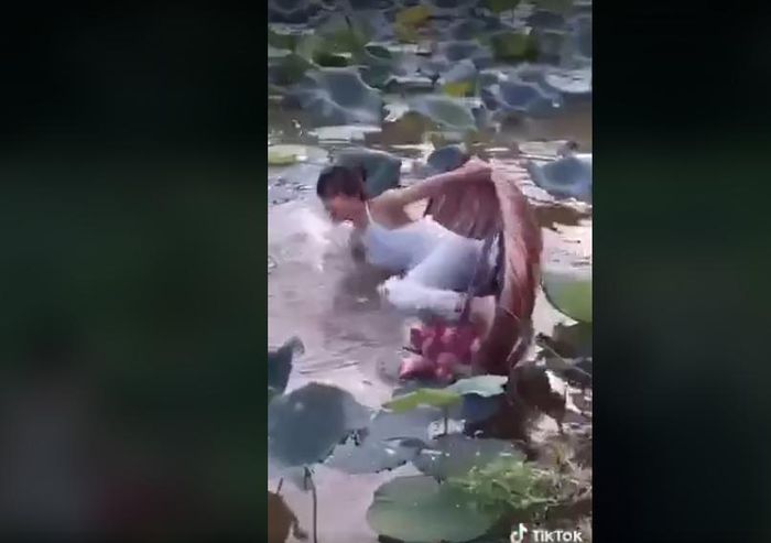 Mải tạo dáng bên hồ sen, chiếc thuyền bỗng dưng bổ nhào khiến người xem vừa thương vừa buồn cười. Ảnh MXH.