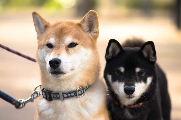 Người Nhật không thích làm phiền ai, kể cả một con chó. Ảnh: The Smart Canine.