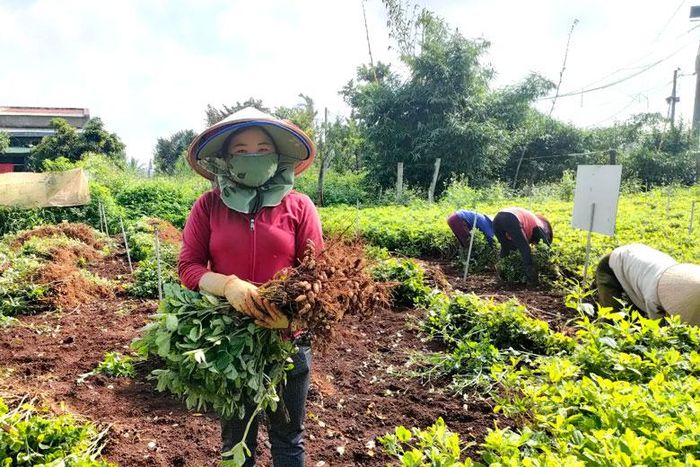 Chị Phạm Thị Hương bên vườn lạc đen bội thu