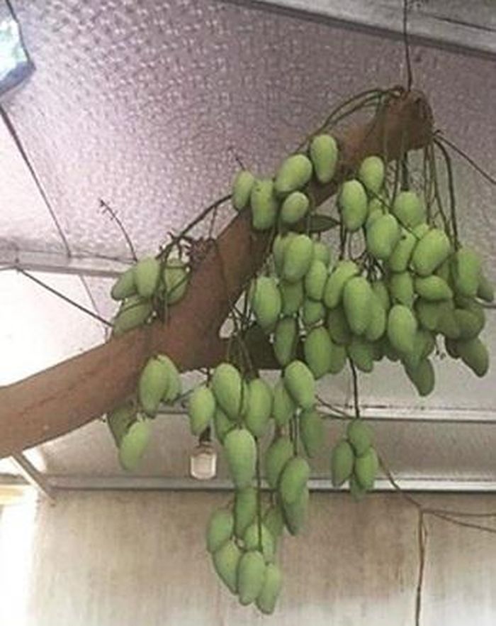 Dù không trồng nhưng nhiều vị hàng xóm số hưởng vẫn có xoài để ăn.