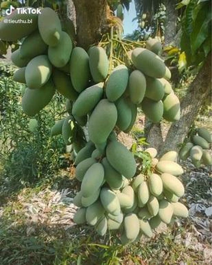 Mới đây, một cô gái khoe cây xoài sai lúc lỉu trên TikTok khiến ai nhìn cũng phải thích mắt.