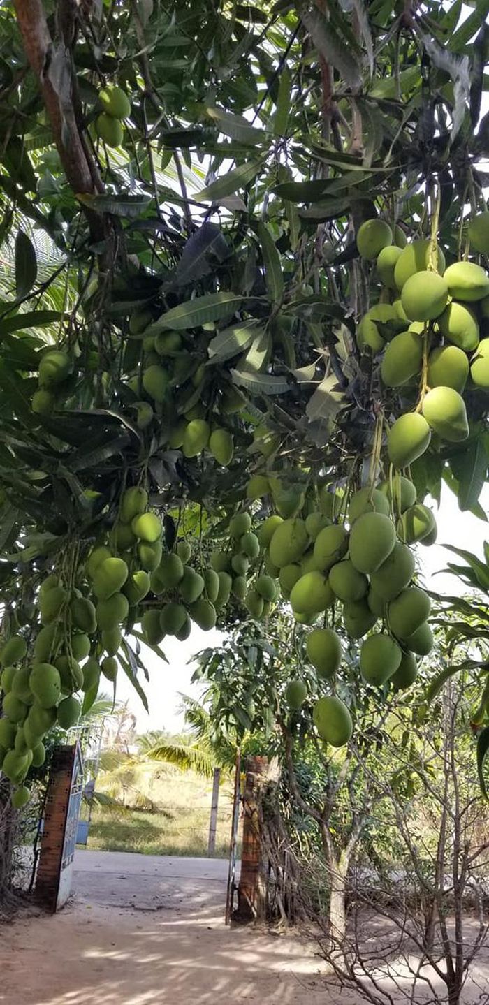 Lý do khiến dân mạng lo lắng cho cây xoài sài quả của cô gái đó là việc khoe lên mạng xã hội thì sẽ sớm chỉ... còn cái gốc.