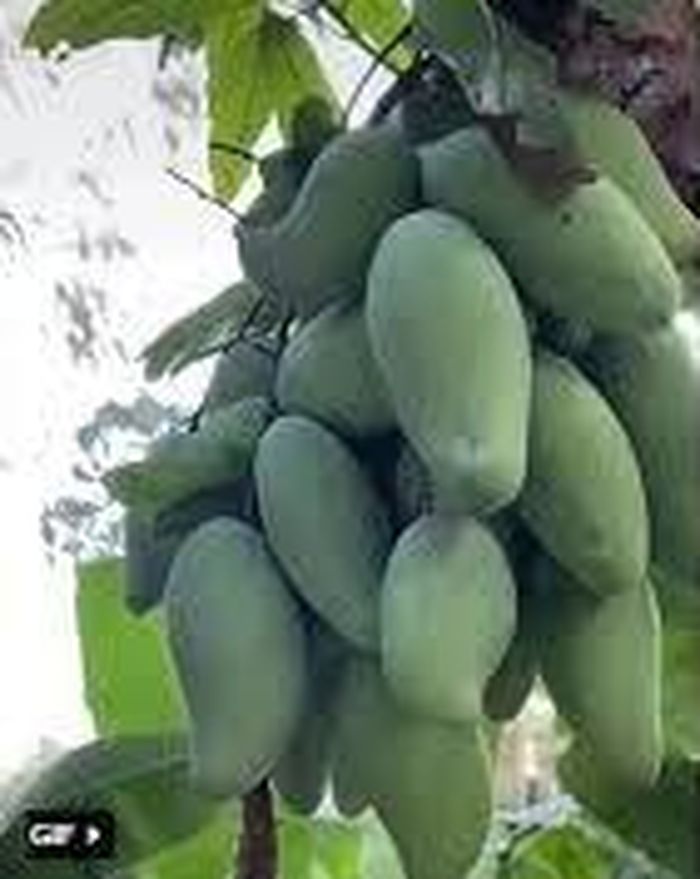 Tất nhiên, đó chỉ là đùa thôi, chứ xoài trong vườn nhà mình thì ai làm gì được.