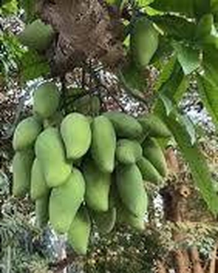 Trước đó, không ít lần các dân mạng khoe những cây xoài khoe lúc lỉu khiến ai nhìn cũng phát thèm.